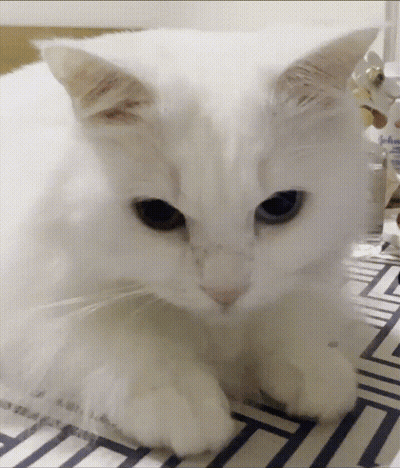 A Close Up Of A White Cat Laying On A Table GIF