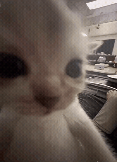A Close Up Of A White Cat Looking At The Camera With A Blurry Background GIF