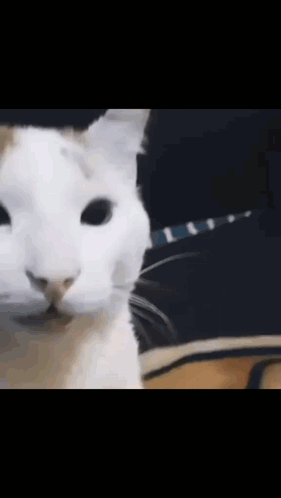A Close Up Of A White Cat Looking At The Camera With A Person In The Background . GIF