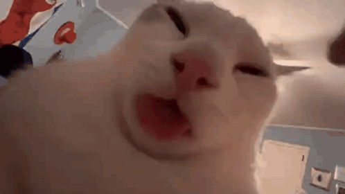 A Close Up Of A White Cat Making A Funny Face With Its Mouth Open . GIF