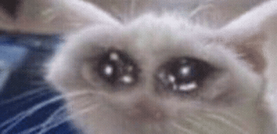 A Close Up Of A White Cat 'S Eyes With Tears In Them . GIF