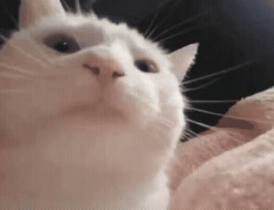 A Close Up Of A White Cat 'S Face Looking Up At The Camera . GIF