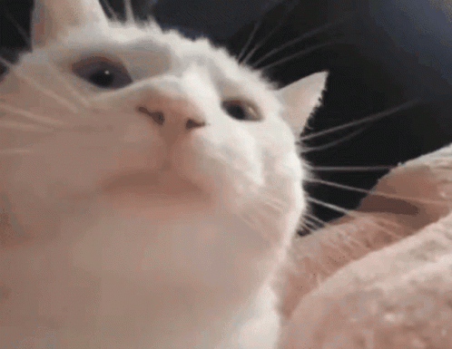 A Close Up Of A White Cat 'S Face Looking Up At The Camera . GIF