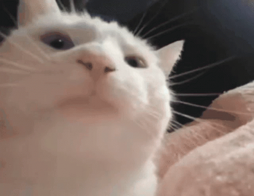 A Close Up Of A White Cat 'S Face Looking Up At The Camera . GIF