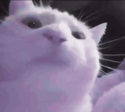 A Close Up Of A White Cat 'S Face On A Purple Background . GIF