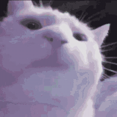 A Close Up Of A White Cat 'S Face With A Black Background . GIF