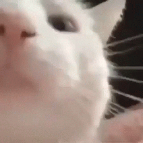 A Close Up Of A White Cat 'S Face With A Black Nose . GIF
