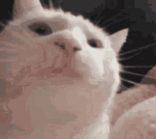 A Close Up Of A White Cat 'S Face With A Blurry Background GIF