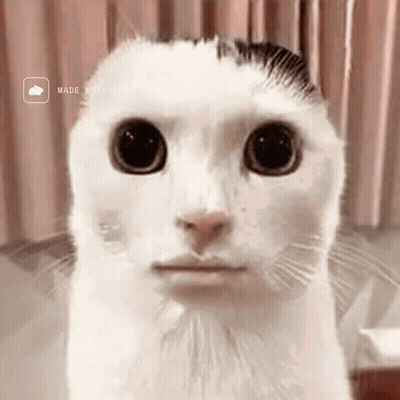 A Close Up Of A White Cat 'S Face With A Made With Video Icon Behind It GIF
