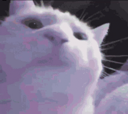 A Close Up Of A White Cat 'S Face With A Purple Background . GIF