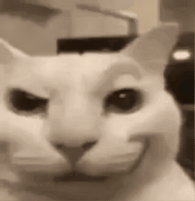 A Close Up Of A White Cat 'S Face With A Smile On Its Face . GIF