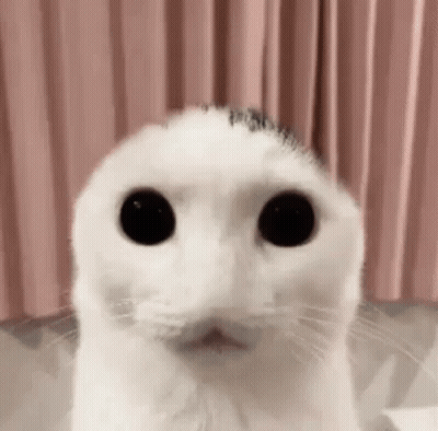 A Close Up Of A White Cat 'S Face With Big Black Eyes . GIF