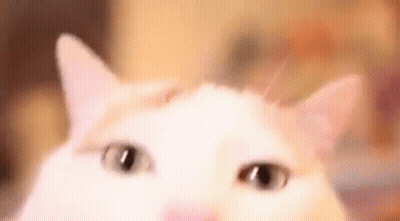 A Close Up Of A White Cat 'S Face With Its Eyes Looking At The Camera . GIF
