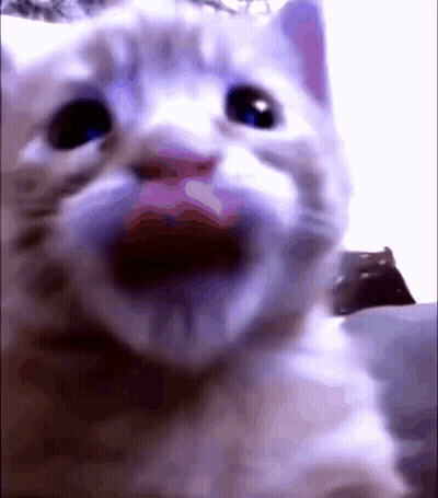 A Close Up Of A White Cat 'S Face With Its Mouth Open GIF
