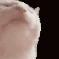 A Close Up Of A White Cat 'S Head On A Black Background . GIF