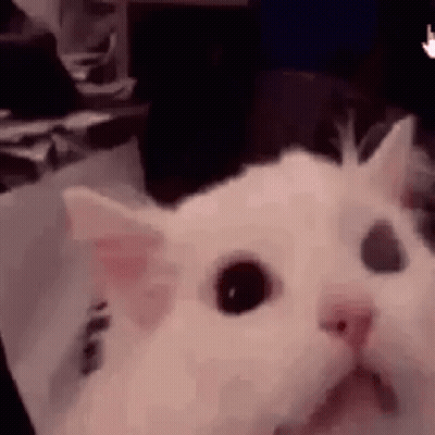 A Close Up Of A White Cat Sitting On A Table . GIF