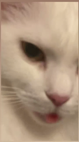 A Close Up Of A White Cat With A Red Tongue Sticking Out . GIF