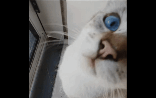 A Close Up Of A White Cat With Blue Eyes GIF