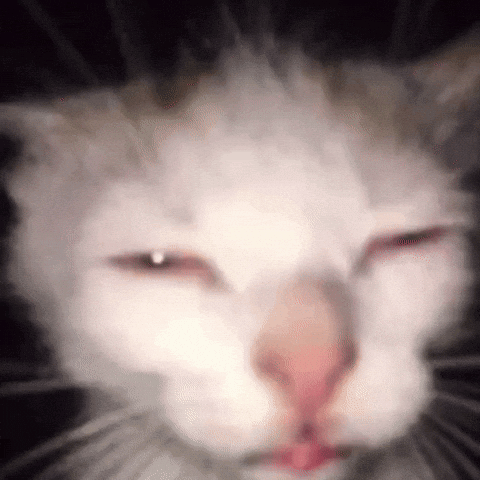 A Close Up Of A White Cat With Its Eyes Closed And A Red Nose . GIF