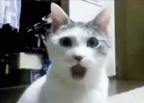 A Close Up Of A White Cat With Its Mouth Open . GIF