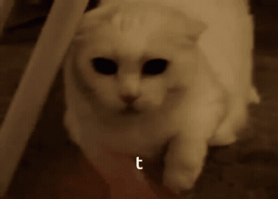 A Close Up Of A White Cat With The Letter T Above It GIF