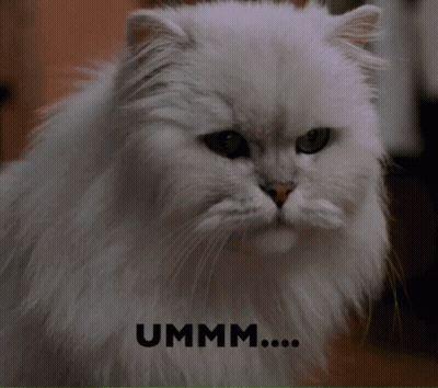 A Close Up Of A White Cat With The Word Ummm Written Above It GIF