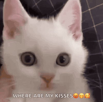 A Close Up Of A White Cat With The Words Where Are My Kisses GIF