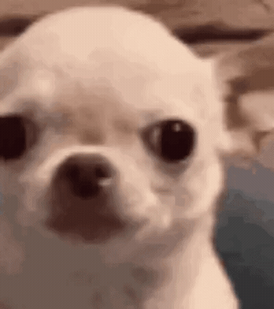 A Close Up Of A White Chihuahua Looking At The Camera With A Surprised Look On Its Face . GIF