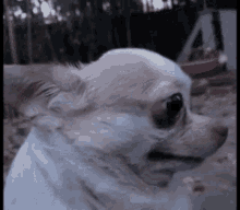 A Close Up Of A White Chihuahua With Its Mouth Open . GIF