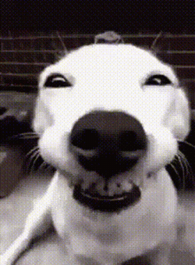 A Close Up Of A White Dog Making A Face GIF
