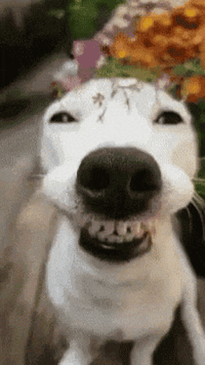 A Close Up Of A White Dog Making A Funny Face With Its Mouth Open GIF