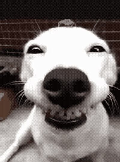 A Close Up Of A White Dog Making A Funny Face With Its Mouth Open . GIF