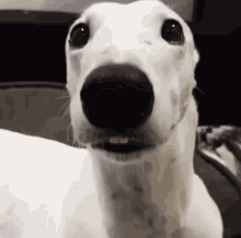 A Close Up Of A White Dog Making A Funny Face With Its Mouth Open . GIF