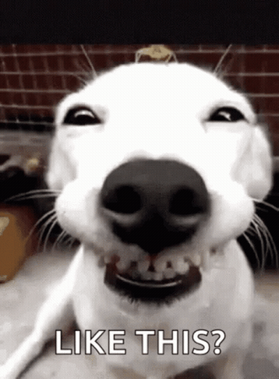 A Close Up Of A White Dog Making A Funny Face With The Words `` Like This '' Written Below It . GIF