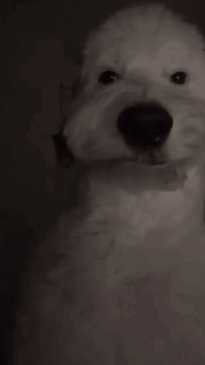 A Close Up Of A White Dog 'S Face In The Dark GIF