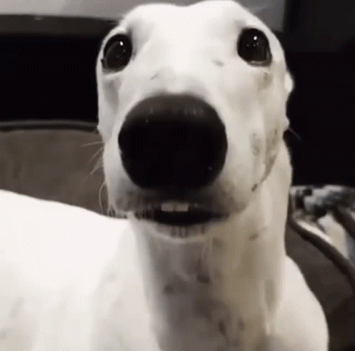 A Close Up Of A White Dog 'S Face With A Big Nose . GIF