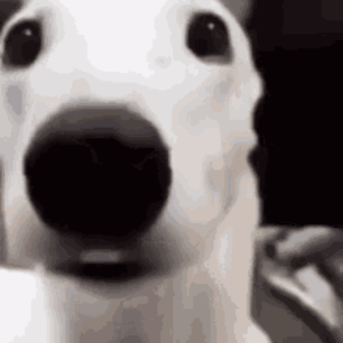 A Close Up Of A White Dog 'S Face With A Black Nose . GIF