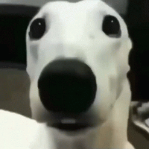 A Close Up Of A White Dog 'S Face With A Black Nose Looking At The Camera . GIF