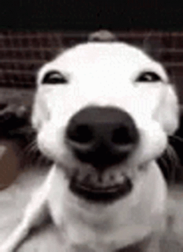 A Close Up Of A White Dog 'S Face With A Black Nose Making A Funny Face . GIF