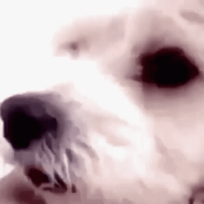 A Close Up Of A White Dog 'S Face With A Black Nose On A White Background . GIF