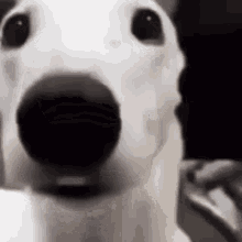A Close Up Of A White Dog 'S Face With A Black Nose . GIF