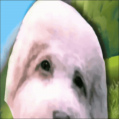 A Close Up Of A White Dog 'S Face With A Blue Sky In The Background GIF