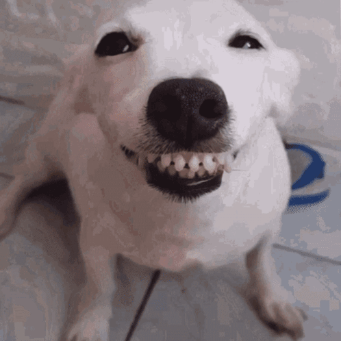 A Close Up Of A White Dog 'S Face With A Smiley Face GIF