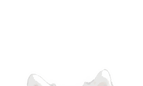 A Close Up Of A White Dog 'S Face With Brown Eyes Sticker