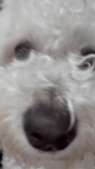 A Close Up Of A White Dog 'S Face With Its Mouth Open GIF