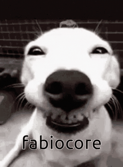 A Close Up Of A White Dog 'S Face With The Words Fabiocore Written On It . GIF