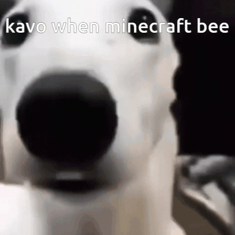 A Close Up Of A White Dog 'S Face With The Words Kavo When Minecraft Bee Written On It . GIF