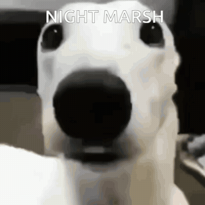 A Close Up Of A White Dog 'S Face With The Words `` Night Marsh '' Written On It . GIF