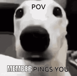 A Close Up Of A White Dog 'S Face With The Words `` Pov Member Pings You '' Written On It . GIF