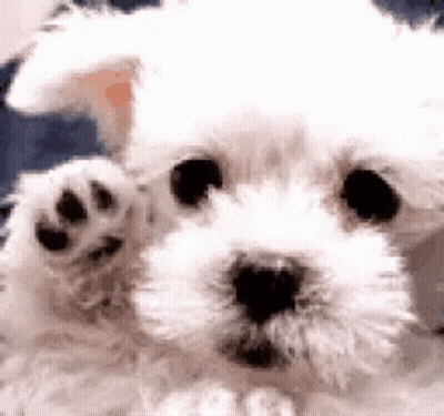 A Close Up Of A White Dog 'S Paw . GIF